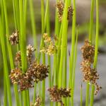 Pitrus (Juncus effusus) moerasplant