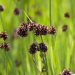 Zwaardrus (Juncus ensifolius) moerasplant