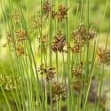 Zeegroene Rus (Juncus inflexus) moerasplant (6-stuks)