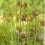 Zeegroene Rus (Juncus inflexus) moerasplant