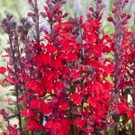 Rode lobelia (Lobelia cardinalis) moerasplant