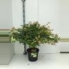 Japanse esdoorn (Acer palmatum "Little Princess") heester