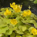 Goud penningkruid (Lysimachia nummularia “aurea”) moerasplant
