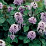 Watermunt (Mentha aquatica) moerasplant