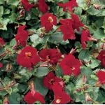 Rode maskerbloem (Mimulus “Bonfire red”) moerasplant