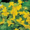 Gele maskerbloem (Mimulus luteus) moerasplant (6-stuks)