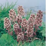 Groot hoefblad (Petasites hybridus) moerasplant