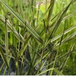 Kanariegras (Phalaris arundinacea “Picta”) moerasplant