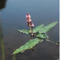 Veenwortel (Polygonum amphibium) drijfplant (6-stuks)