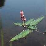 Veenwortel (Polygonum amphibium) drijfplant