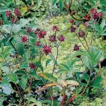 Wateraardbei (Potentilla palustris) moerasplant