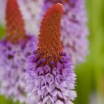 Orchideeprimula (Primula vialii) moerasplant