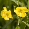 Grote boterbloem (Ranunculus lingua) moerasplant (6-stuks)