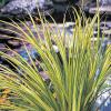 Bonte dwergkalmoes (Acorus gramineus “Ogon”) moerasplant (6-stuks)