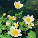 Witte dotterbloem (Caltha palustris “alba”) moerasplant (6-stuks)