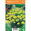 Duizendblad (achillea filipendulina "Cloth of  Gold") zomerbloeier