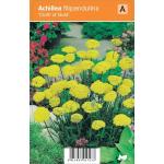 Duizendblad (achillea filipendulina "Cloth of  Gold") zomerbloeier
