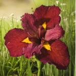 Rode Japanse iris (Iris Louisiana Ann Chowning) moerasplant (6-stuks)