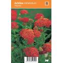 Duizendblad (achillea millefolium "Paprika") zomerbloeier