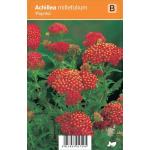 Duizendblad (achillea millefolium "Paprika") zomerbloeier