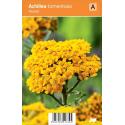 Duizendblad (achillea tomentosa "Aurea") zomerbloeier