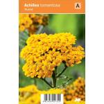 Duizendblad (achillea tomentosa "Aurea") zomerbloeier