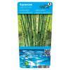 Japanse holpijp (Equisetum Japonica) moerasplant (6-stuks)