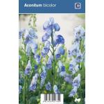 Monnikskap (aconitum bicolor) schaduwplant