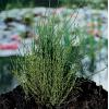Dwergholpijp (Equisetum scirpoides) moerasplant (6-stuks)