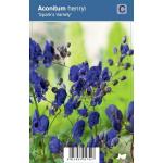 Monnikskap (aconitum henryi "Spark's Variety") schaduwplant