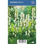 Monnikskap (aconitum album) schaduwplant