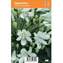Afrikaanse lelie (agapanthus "White Triumphator") zomerbloeier