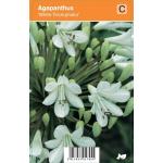 Afrikaanse lelie (agapanthus "White Triumphator") zomerbloeier
