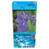 Blauwe Japanse iris (Iris Laevigata “Blue”) moerasplant (6-stuks)
