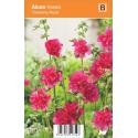 Stokroos (alcea rosea "Carmine Rose") zomerbloeier