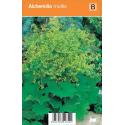 Vrouwenmantel (alchemilla mollis) zomerbloeier