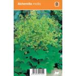 Vrouwenmantel (alchemilla mollis) zomerbloeier