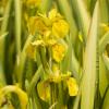 Bonte gele iris (Iris pseudacorus “variegata”) moerasplant (6-stuks)