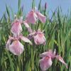 Roze Japanse iris (Iris laevigata “Rose Queen”) moerasplant (6-stuks)