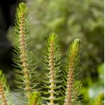Vederkruid (Myriophyllum crispata) zuurstofplant (10-stuks)