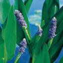 Reuze snoekkruid (Pontederia lanceolata) moerasplant (6-stuks)