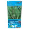 Bonte waterzuring (Rumex sanguinea) moerasplant (6-stuks)