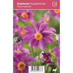 Herfstanemoon (anemone hupehensis "Prinz Heinrich") najaarsbloeier