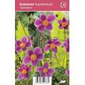 Herfstanemoon (anemone hupehensis "Splendens") najaarsbloeier