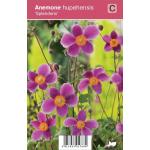 Herfstanemoon (anemone hupehensis "Splendens") najaarsbloeier