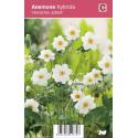 Herfstanemoon (anemone hybrida "Honorine Jobert") najaarsbloeier