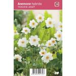 Herfstanemoon (anemone hybrida "Honorine Jobert") najaarsbloeier