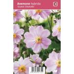Herfstanemoon (anemone hybrida "Queen Charlotte") najaarsbloeier