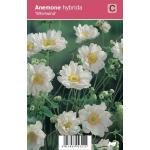 Herfstanemoon (anemone hybrida "Whirlwind") najaarsbloeier