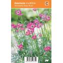 Anemoon (anemone multifida "Annabella Deep Rose") zomerbloeier